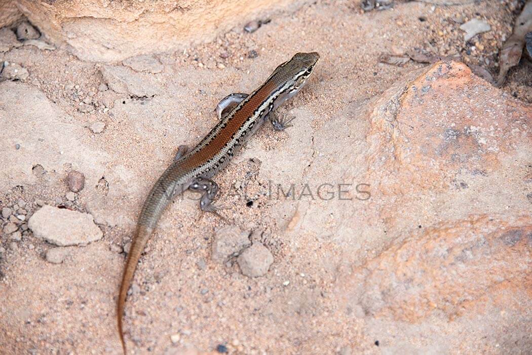 Lizard Sandstone Caves